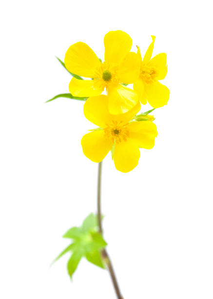 istock flora of Gran Canaria - Ranunculus cortusifolius 1187658431