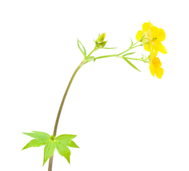 istock flora of Gran Canaria - Ranunculus cortusifolius 1187658447