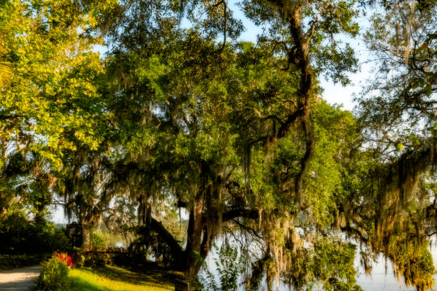 istock South Carolina low country. 1187658493