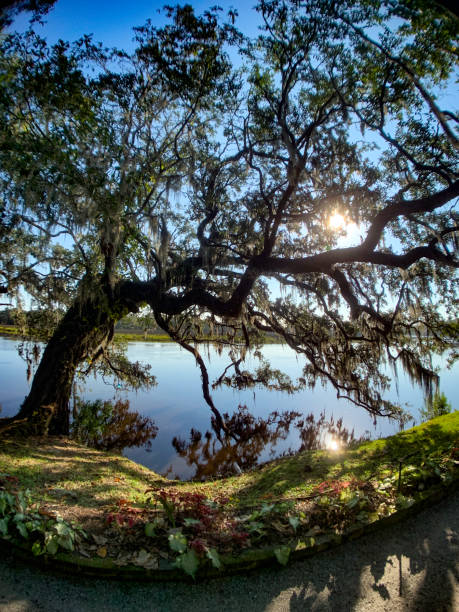 istock South Carolina low country. 1187658502