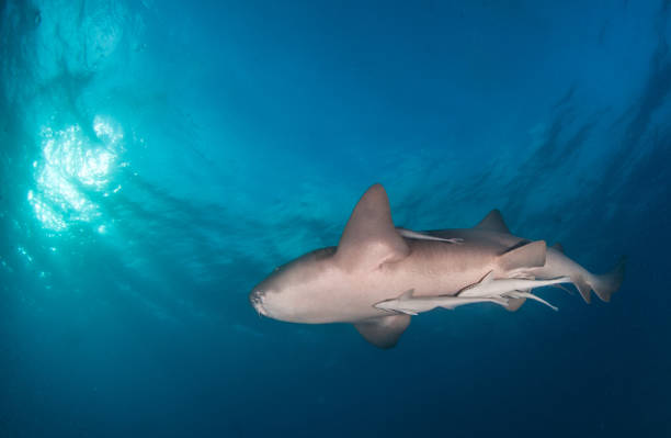 istock Nurse shark at the Bahamas 1187658643