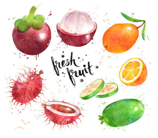 ilustraciones, imágenes clip art, dibujos animados e iconos de stock de colección de acuarela de frutas exóticas - feijoo