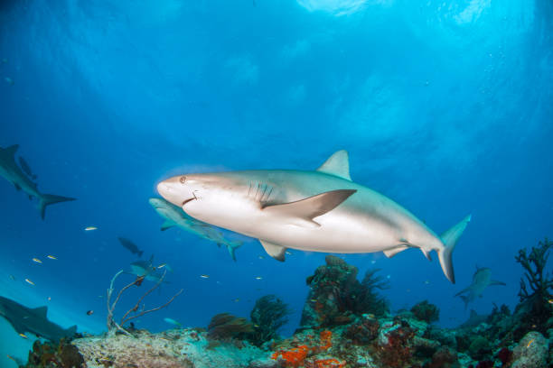 istock Caribbean reef shark at the Bahamas 1187658820