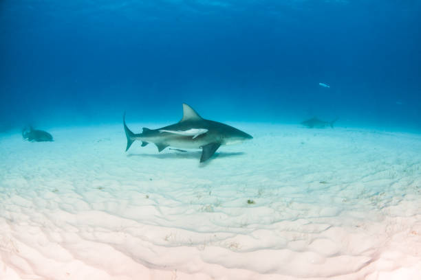 istock Bull shark at the Bahamas 1187659167