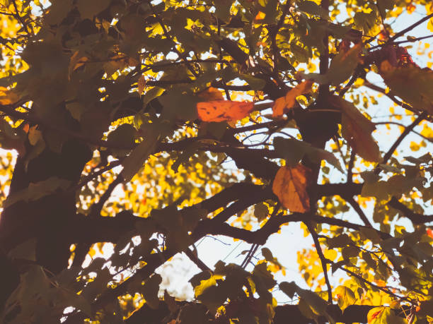 istock Sunlight through tree branches. Autumn sun rays make their way through the leaves of the tree. Close-up shot 1187659506