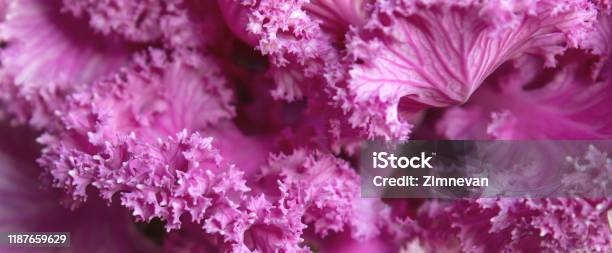 Decorative Cabbage Brassica Oleracea Acephala Or Kale Stock Photo - Download Image Now