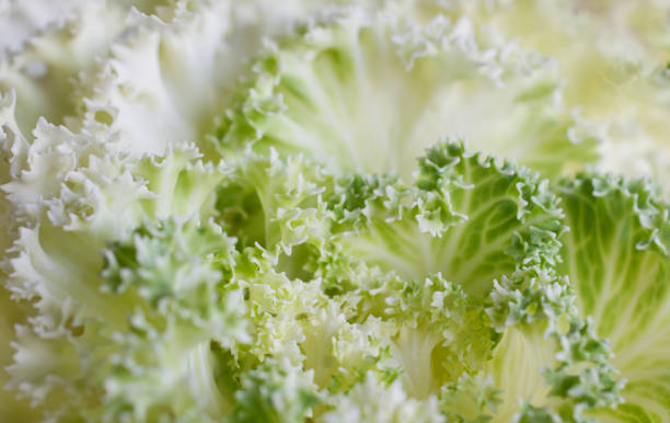 Decorative cabbage brassica oleracea acephala or kale stock photo