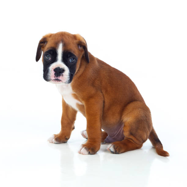 istock Adorable boxer puppy sitting 1187659960