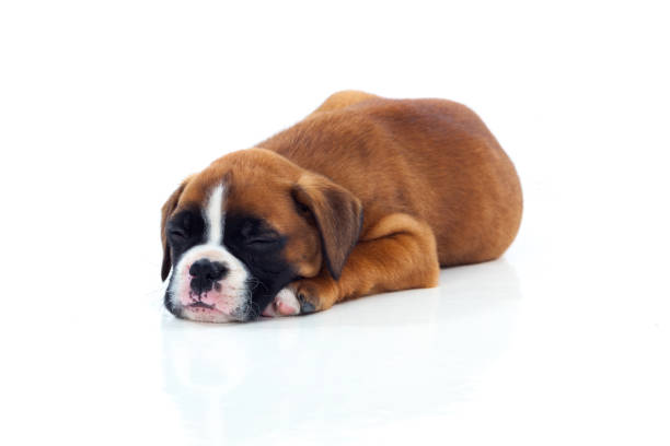 istock Adorable puppy lying on the floor 1187659974