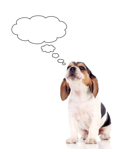 istock Pensive beagle puppi brown and black looking up 1187660002