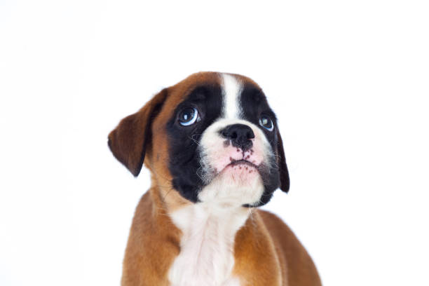 istock Adorable boxer puppy looking up 1187660059