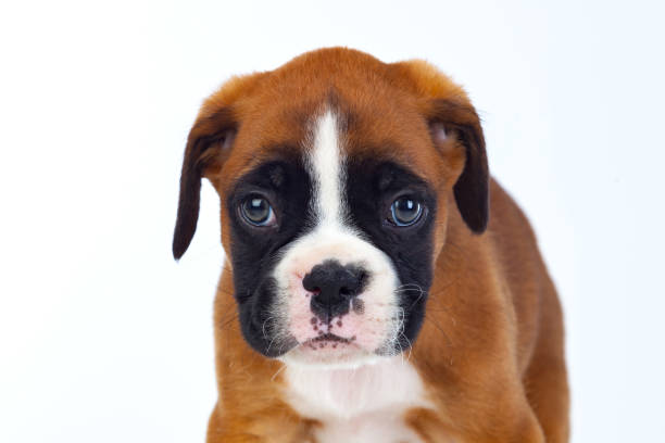 istock Adorable boxer puppy sitting 1187660083