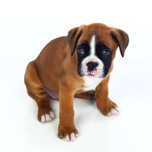 istock Adorable boxer puppy sitting 1187660105