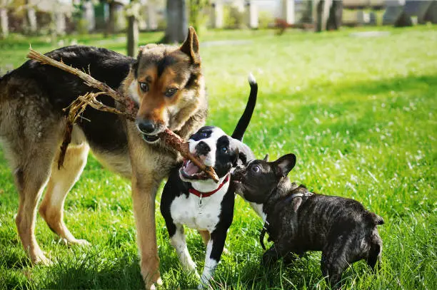 Photo of Three friendly happy playing dogs in summer park. German shepherd, american staffordshire terrier and french bulldog holding one stick. Different dog breeds have fun together.