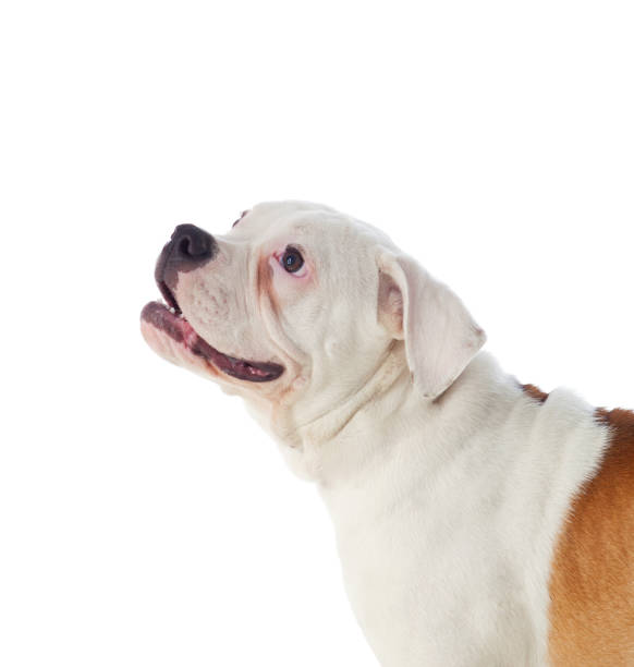 istock Cute American Bulldog 1187661249