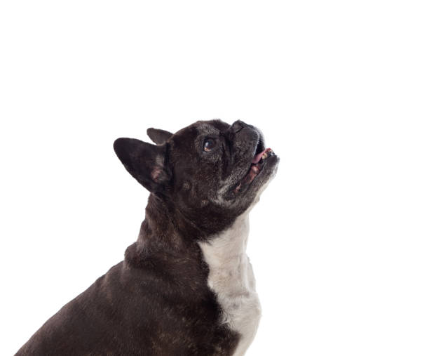 istock Portrait in Studio of a cute bulldog 1187661279