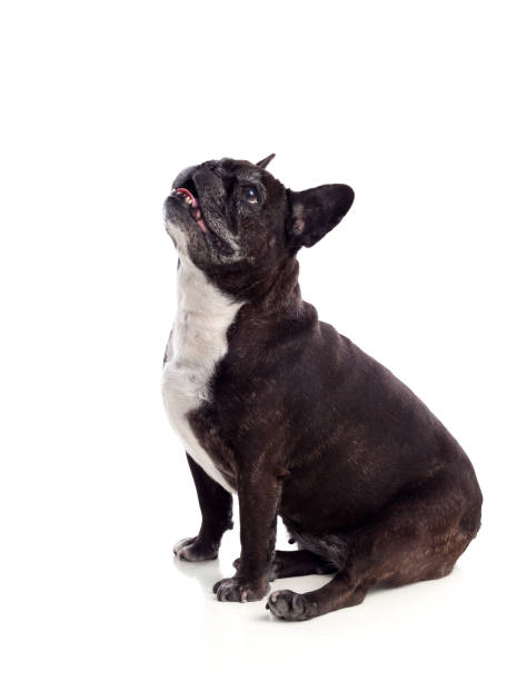 istock Portrait in Studio of a cute bulldog 1187661288