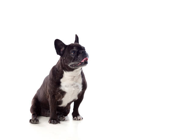 istock Portrait in Studio of a cute bulldog 1187661316