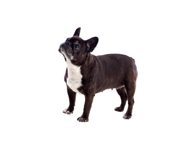 istock Portrait in Studio of a cute bulldog 1187661330