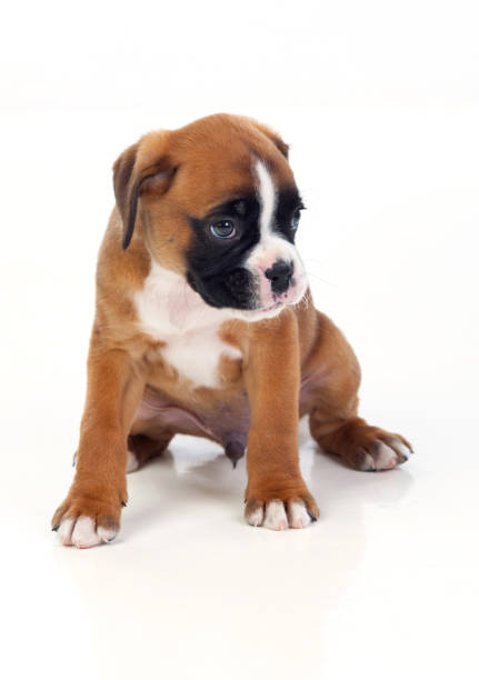 istock Adorable boxer puppy sitting 1187661339