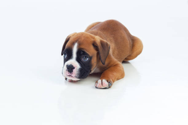 istock Adorable puppy lying on the floor 1187661352