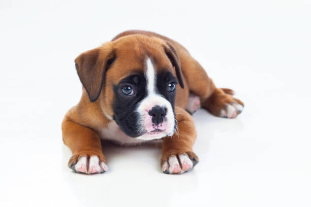 istock Adorable puppy lying on the floor 1187661372