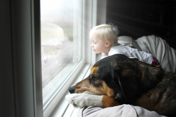 chien d'animal familier et petit béb�é regardant rêveusement dehors la fenêtre un jour pluvieux - pets winter horizontal outdoors photos et images de collection