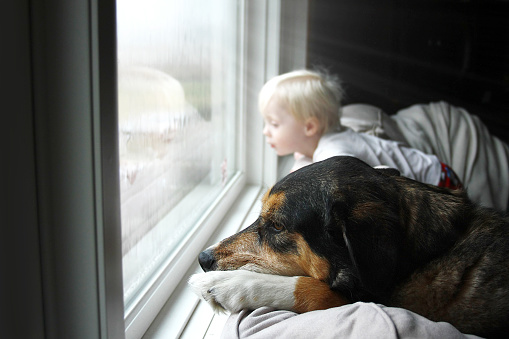 A large pet dog and a little baby boy are dreamily looking out their home window on a rainy day.