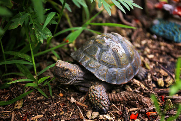 A decorative metal turtle statue is hiding in the plants in the garden.