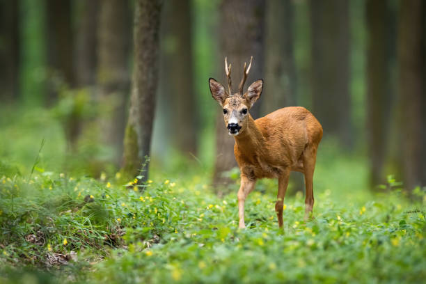 istock Roe deer walking on the forest between flowers with trees in the background 1187662084