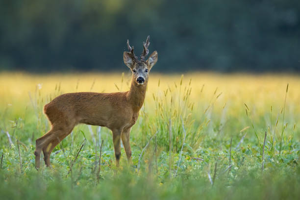 istock An observant roe deer buck standing on the flouring meadow 1187662088