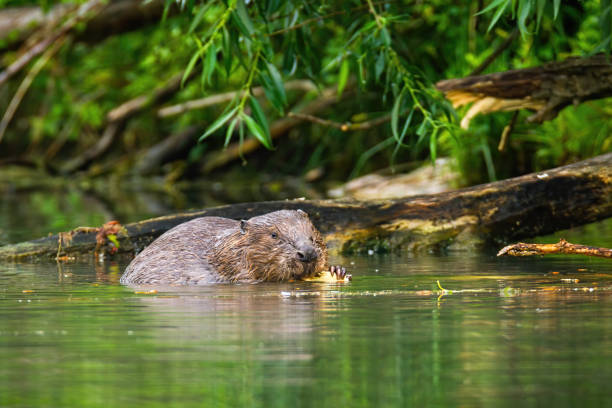 Eurasian beaver eating and nibbling wood in the river stock photo