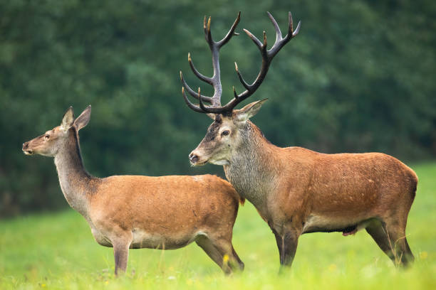 istock Red deer stag with massive dark antlers sniffing hind in mating season 1187662477