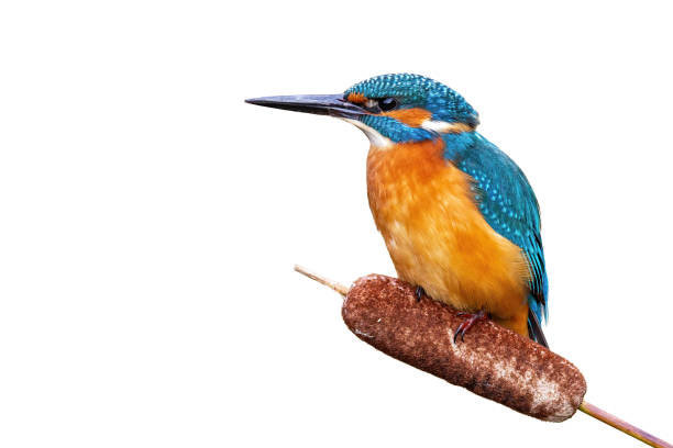 istock Kingfisher watching from top of reed grass with copy space cut out on white 1187662481