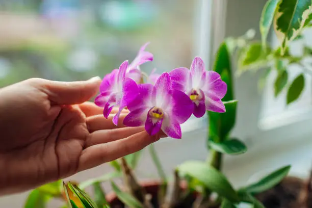 Photo of Dendrobium orchid. Woman taking care of home plats. Close-up of female hands holding violet flowers