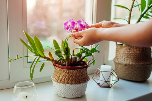 Dendrobium orchid. Woman taking care of home plats. Close-up of female hands holding flowers. Interior decor