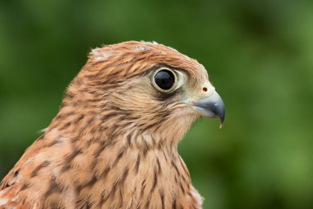 istock Young kestrel with a beautiful plumage 1187662929