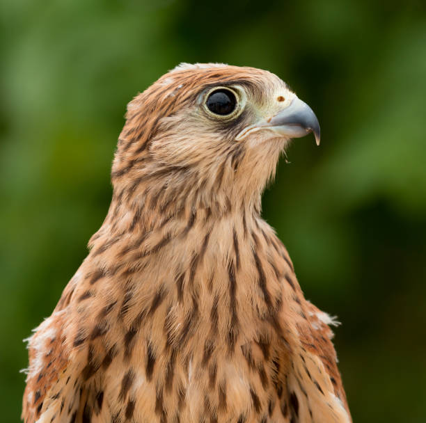 istock Young kestrel with a beautiful plumage 1187662935