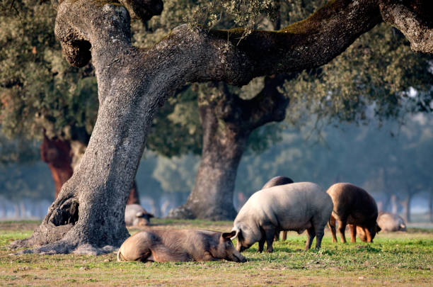 iberische schweine grasen unter den eichen - quercus ilex stock-fotos und bilder