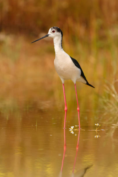 istock Stilt in a pond looking for food 1187662948