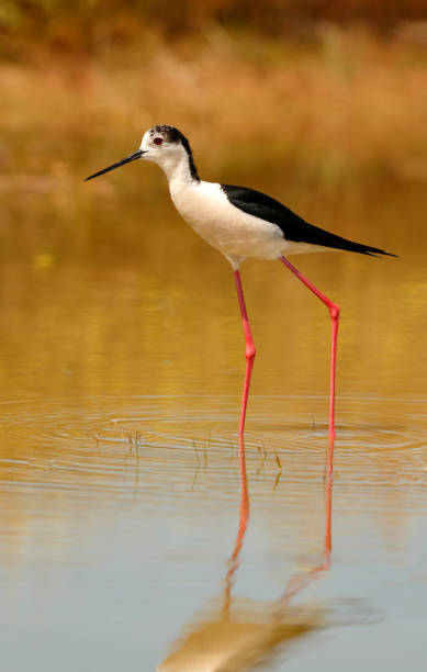 istock Stilt in a Spanish pond 1187662952