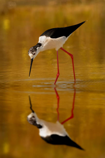 istock Black-winged looking for food in a pond 1187662963