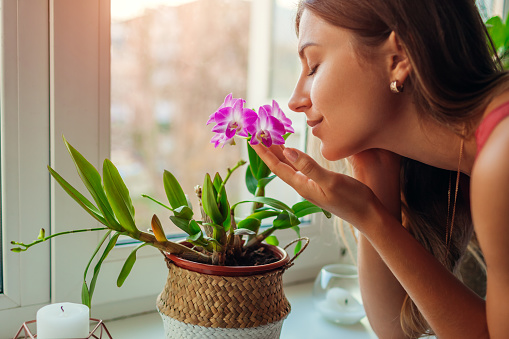 Woman smelling dendrobium orchid on window sill. Happy housewife taking care of home plants and flowers.