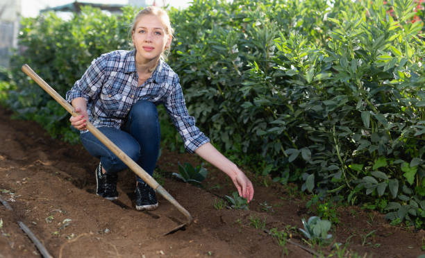 istock Woman hoeing in garden 1187665459