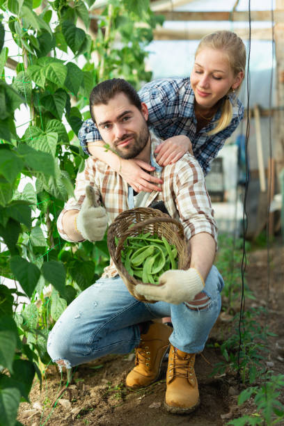 istock Couple gathering green beans 1187665466