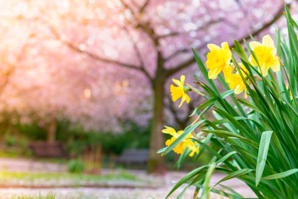 Pink Cherry trees and daffodils in bloom in Swedish park.