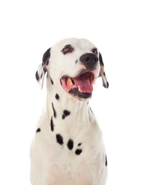 istock Beautiful dalmatian dog 1187666690