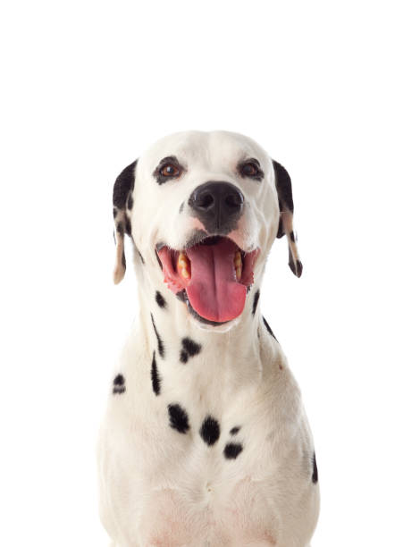 istock Beautiful dalmatian dog 1187666725