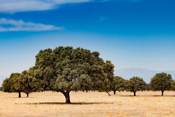 Trees in the dry field Trees in the dry field. The pasture during the summer in the center of Spain 7944 stock pictures, royalty-free photos & images