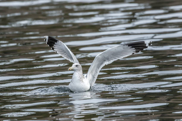 istock Seagull flaps its wings on the water. 1187666896